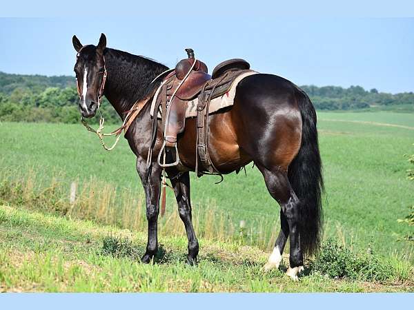 brown-gelding-for-sale