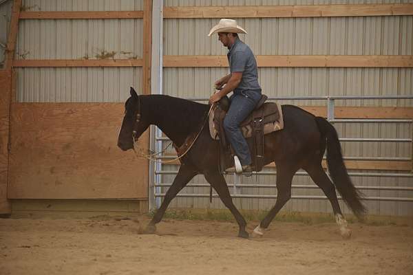 14-hand-quarter-horse-gelding