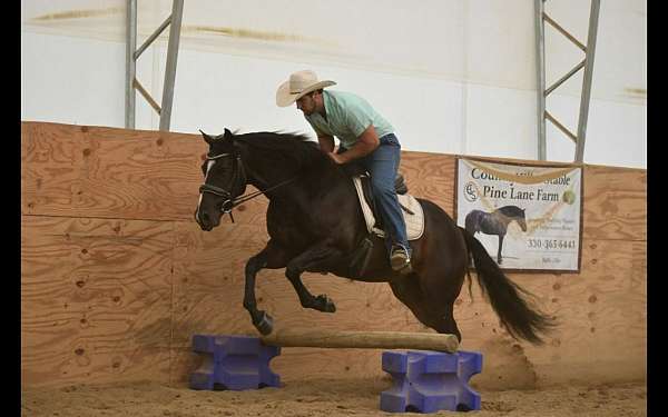 brown-quarter-horse-for-sale