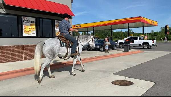 grey-aqha-pony