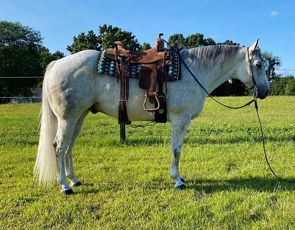 grey-aqha-gelding