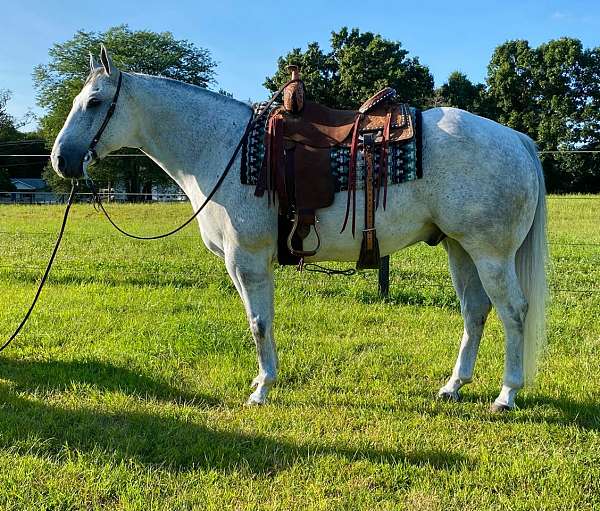 grey-quarter-horse-gelding