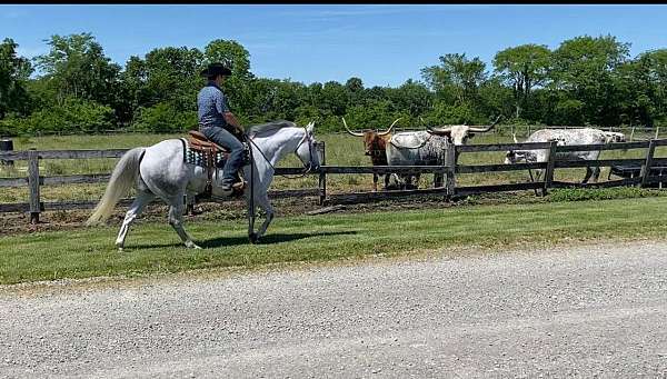 aqha-gelding