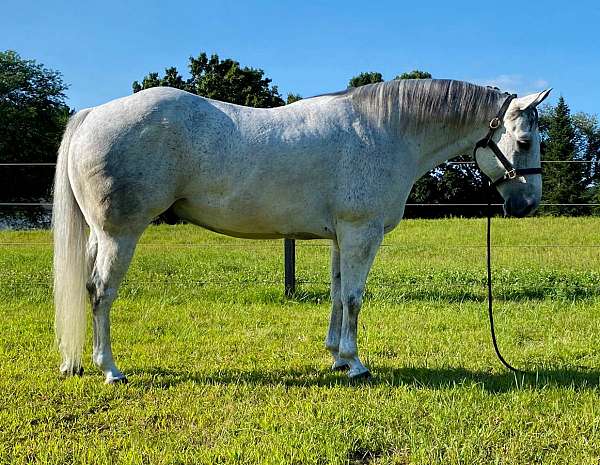 15-hand-quarter-horse-gelding