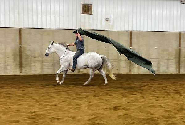 grey-quarter-horse-for-sale