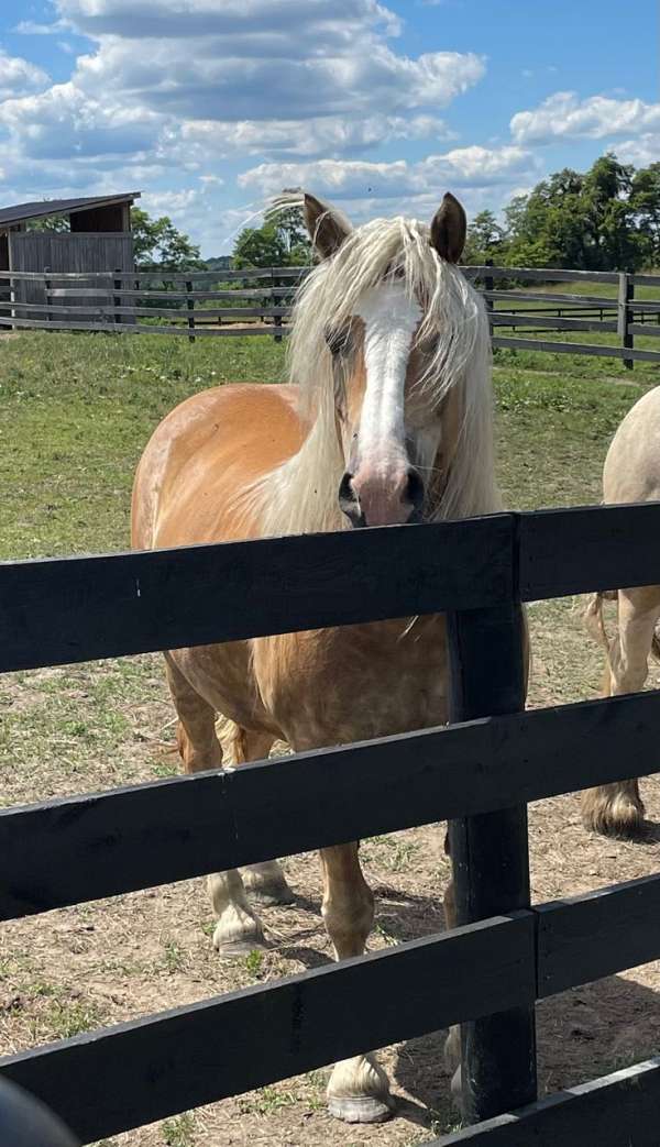 chestnut-ahr-horse