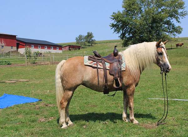 chestnut-haflinger-mare