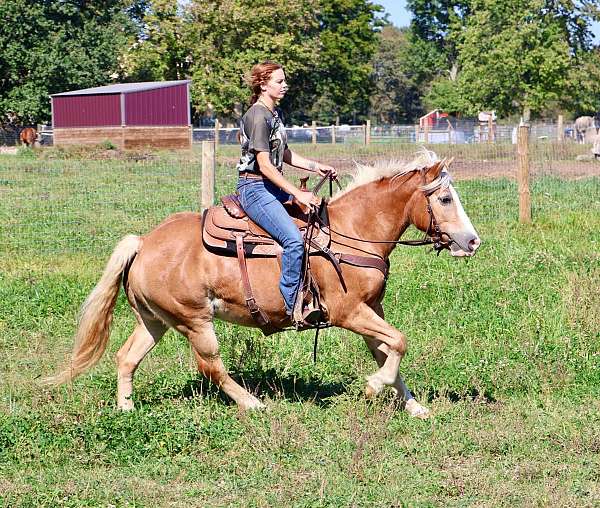 quiet-haflinger-pony