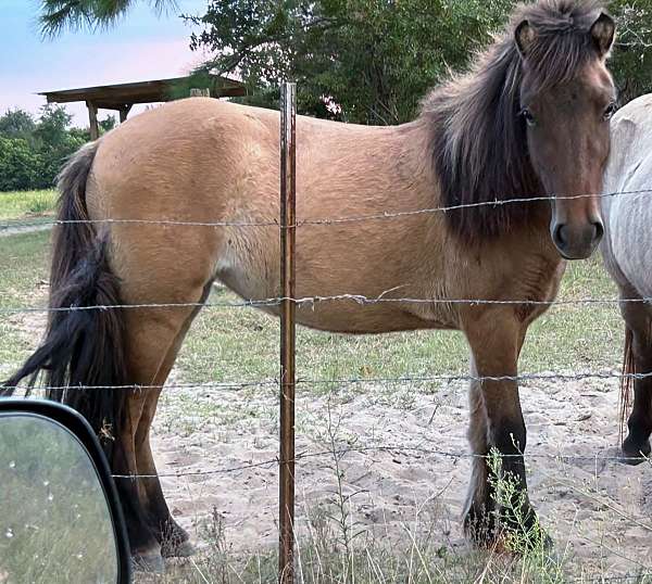 bay-dun-icelandic-horse