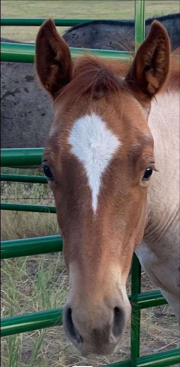 quarter-horse-for-sale