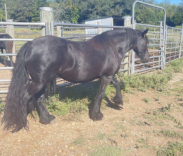 very-small-white-star-horse