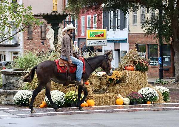 ranch-work-quarter-horse