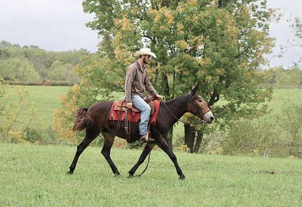 trail-quarter-horse