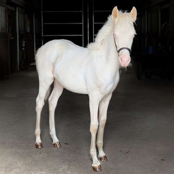 bath-time-welsh-pony