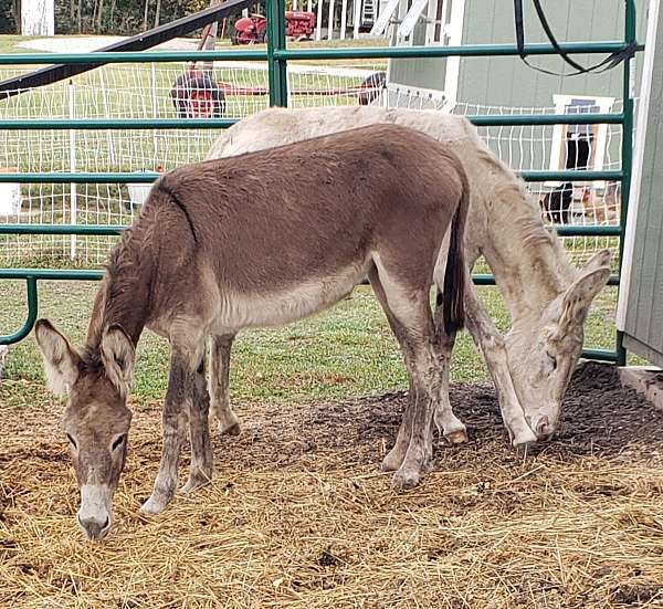 brown-white-halter-trained-horse