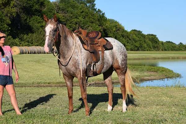 red-roan-blaze-socks-horse