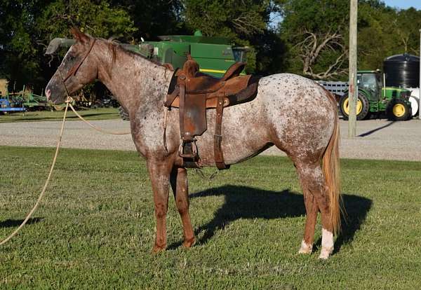 beginner-safe-quarter-horse