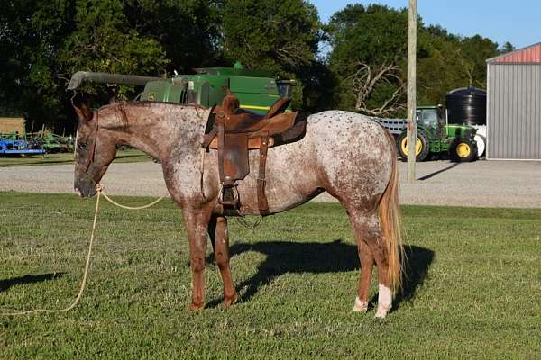 ranch-work-quarter-horse