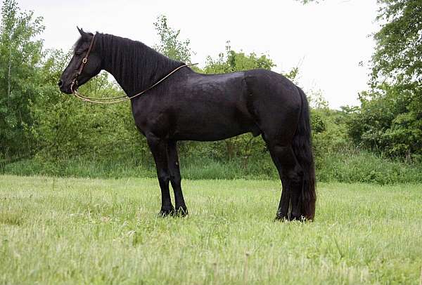 ranch-work-quarter-horse