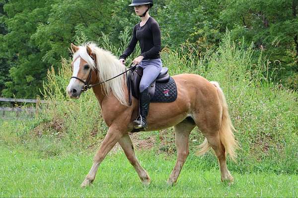 halflinger-haflinger-pony