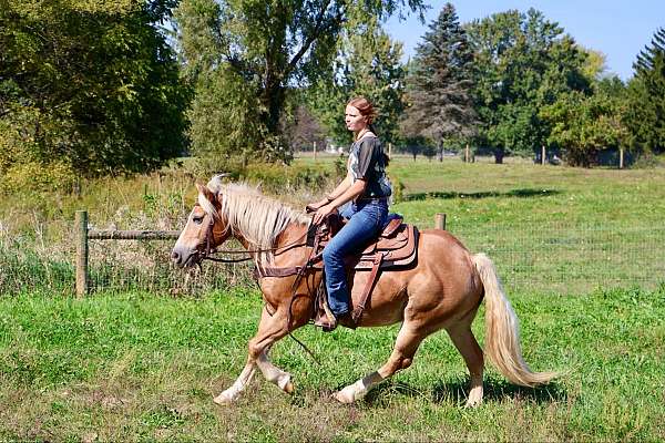 ranch-haflinger-pony