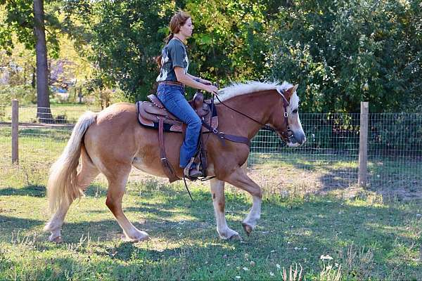 sorrel-haflinger-pony