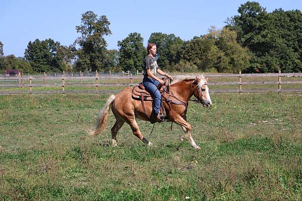 trail-haflinger-pony