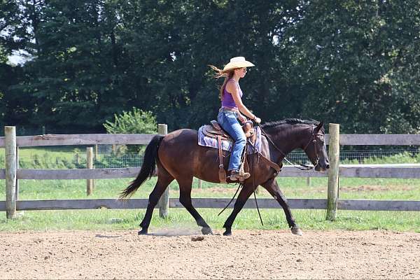 family-pony-welsh-cob