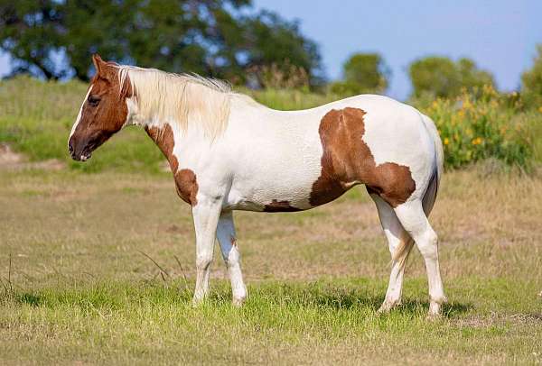 family-pony-welsh-cob