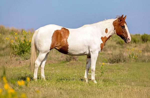 adults-welsh-cob-pony