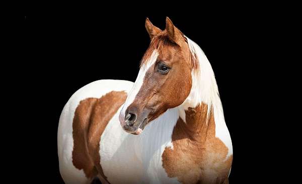 all-welsh-cob-pony