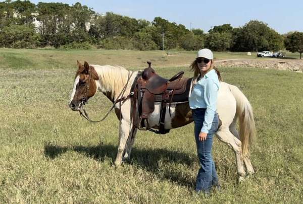 auction-welsh-cob-pony