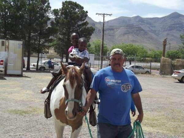 barn-welsh-cob-pony