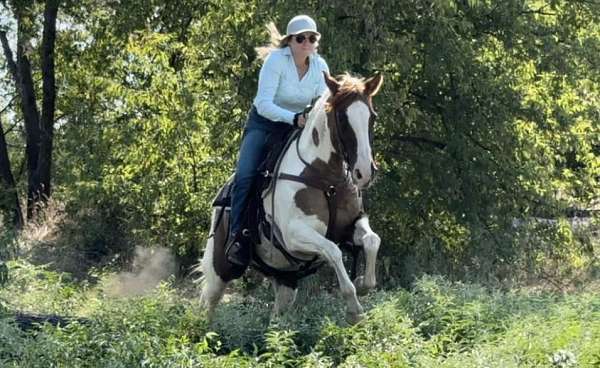 bath-welsh-cob-pony