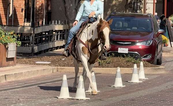 been-shown-welsh-cob-pony