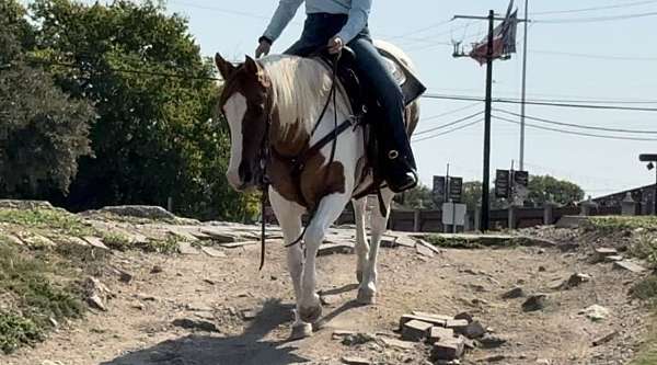 beginner-safe-welsh-cob-pony