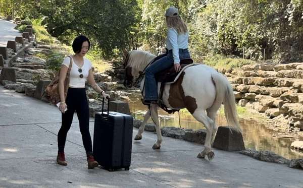 bid-welsh-cob-pony