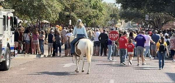 big-pony-welsh-cob