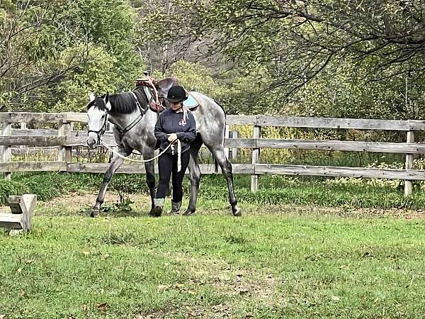 cross-gelding