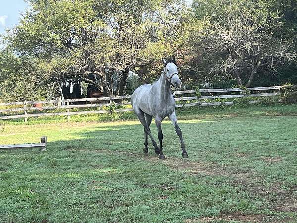 dressage-gelding