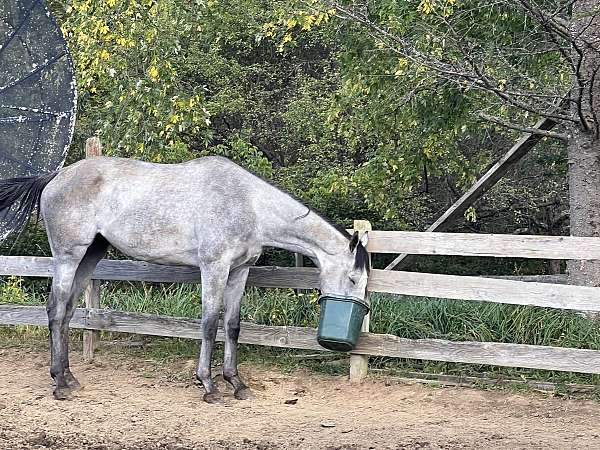 hunter-gelding