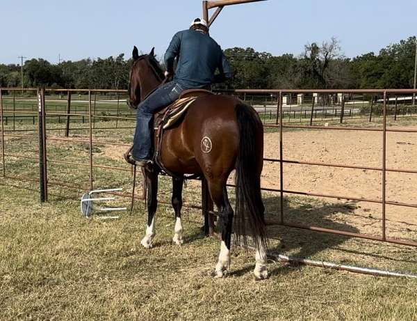 beginner-safe-quarter-horse