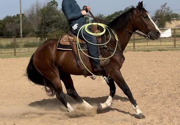 ranch-work-quarter-horse