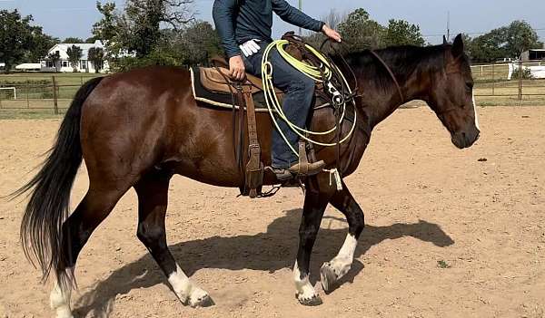 family-horse-quarter