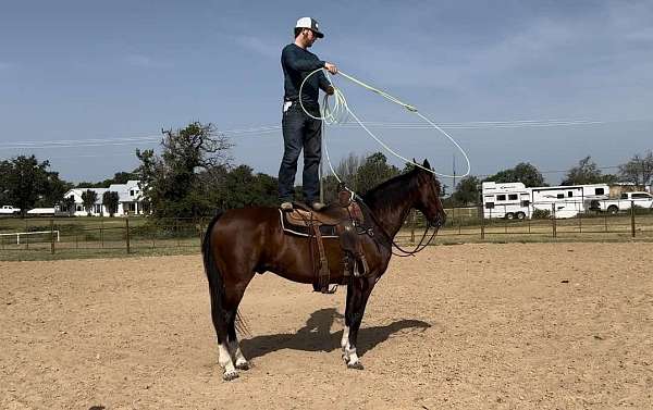 trail-quarter-horse