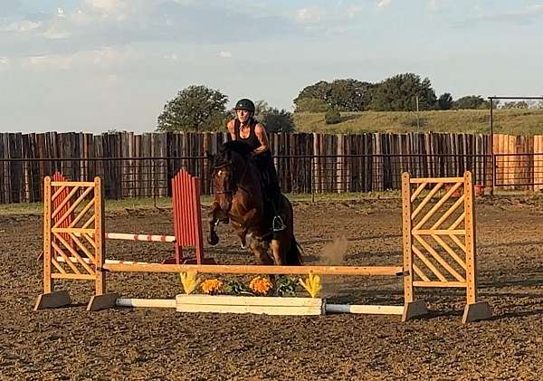 beginner-safe-quarter-horse