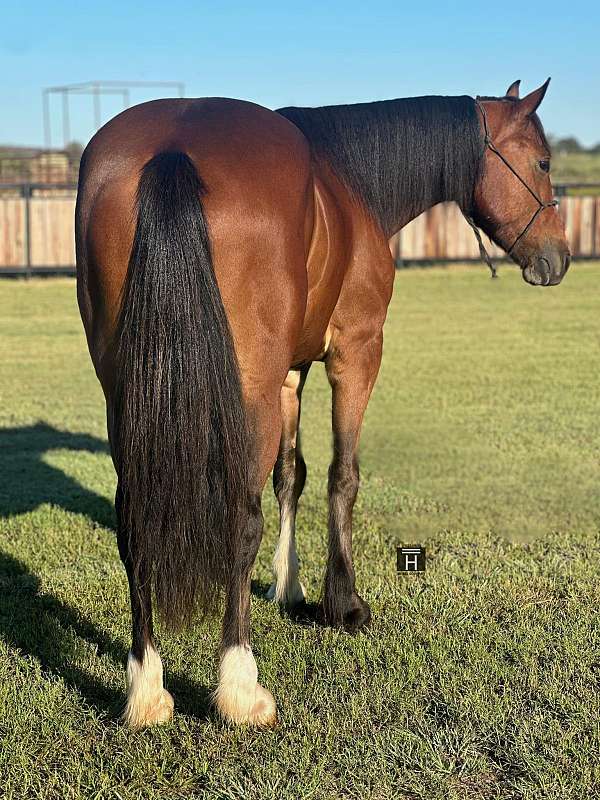 ranch-work-quarter-horse