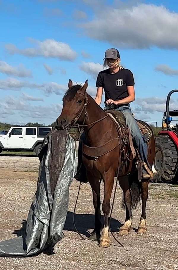 trail-quarter-horse