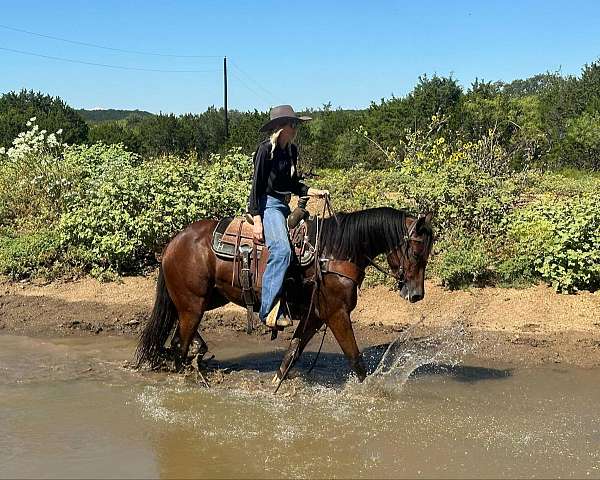 all-around-quarter-horse