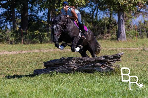 black-star-horse